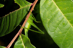 Melanophoxus brunneri