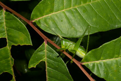 Melanophoxus brunneri