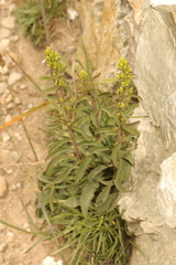 Solidago virgaurea