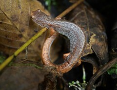 Hemidactylium scutatum