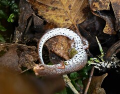 Hemidactylium scutatum