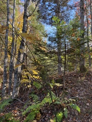 Acer pensylvanicum