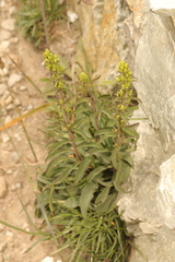 Solidago virgaurea