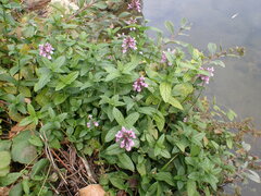 Stachys palustris