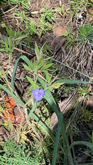 Tradescantia occidentalis
