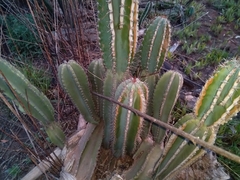 Cereus jamacaru