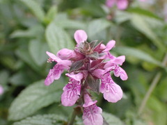 Stachys palustris