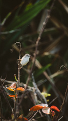 Prinia subflava