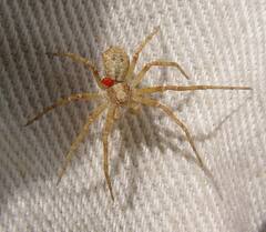 Philodromus cespitum