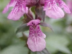 Stachys palustris
