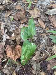 Smilax