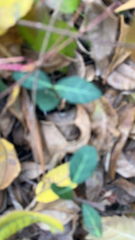 Trachelospermum asiaticum