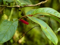 Gesneriaceae