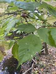 Acer negundo