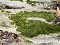 Sematophyllaceae