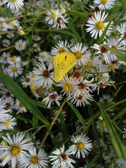 Colias croceus