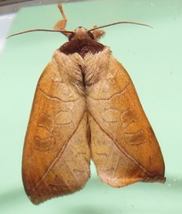Peratodonta