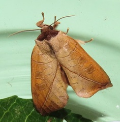 Peratodonta