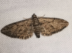 Eupithecia oxycedrata