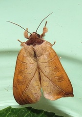 Peratodonta