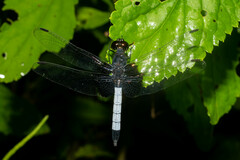 Erythrodiplax unimaculata