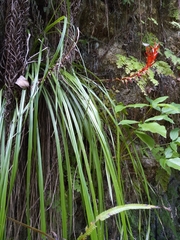 Pitcairnia