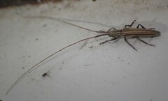 Hippopsis lemniscata