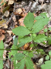 Agrimonia gryposepala