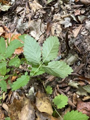 Agrimonia gryposepala