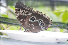 Morpho helenor