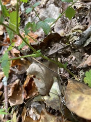 Agrimonia gryposepala