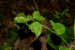 Passiflora micropetala