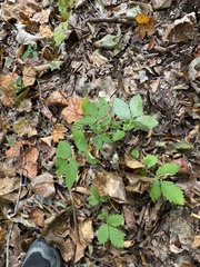 Agrimonia gryposepala