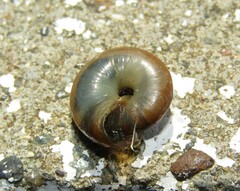 Oxychilus mingrelicus