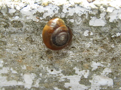 Oxychilus mingrelicus