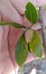 Neuroterus laurifoliae