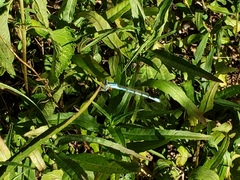Enallagma durum