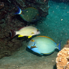 Acanthurus dussumieri