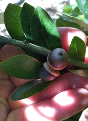 Neuroterus laurifoliae