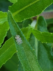 Corythucha marmorata