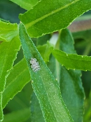 Corythucha marmorata