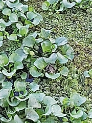 Lithobates sphenocephalus