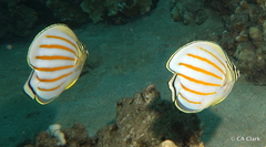 Chaetodon ornatissimus