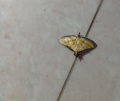 Cnaphalocrocis medinalis