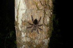 Avicularia juruensis