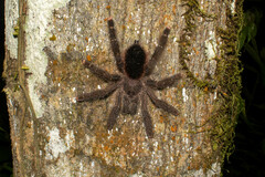 Avicularia juruensis