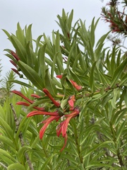 Lobelia excelsa