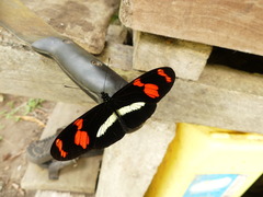 Heliconius telesiphe