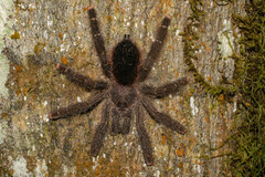 Avicularia juruensis