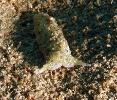 Plakobranchus ocellatus